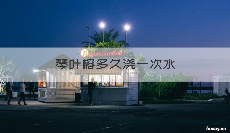 琴叶榕多久浇一次水 琴叶榕需要每天浇水吗