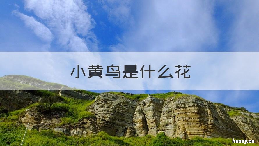 小黄鸟是什么花 小黄花叫什么花
