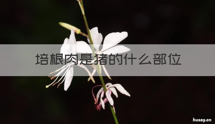 培根肉是猪的什么部位 什么是培根肉,在猪什么位置?