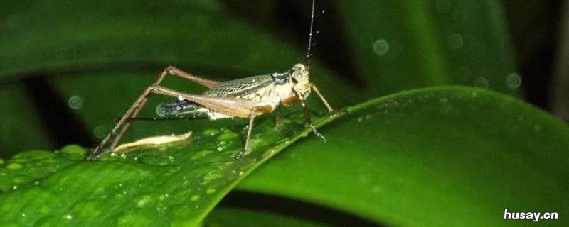 蛐蛐怕水吗 蛐蛐喜欢水吗