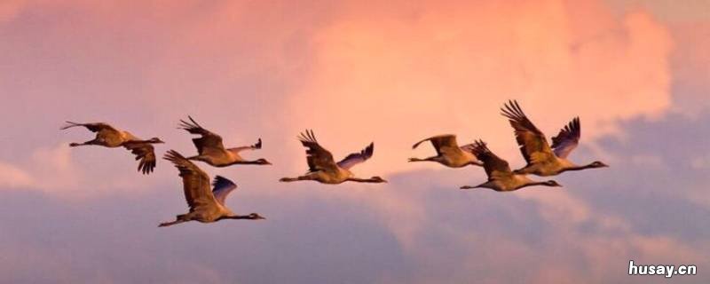 大雁会捕鱼吗 大雁捕鱼图