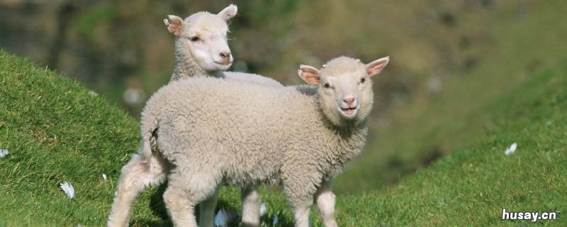 羊怎么叫的 羊怎么叫的?