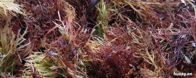 凉菜里面长的像珊瑚的东西是什么 凉菜里面像珊瑚一样的是什么