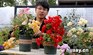 三角梅的养殖温度 三角梅的养殖温度是多少