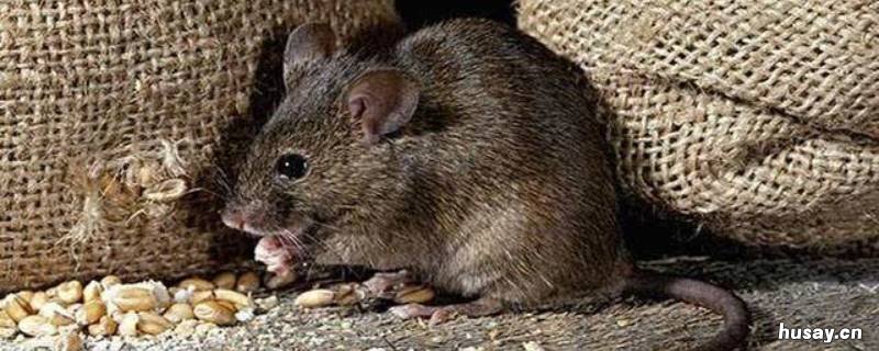 老鼠是怎么爬到二十多层楼的 老鼠多高都能爬上去吗