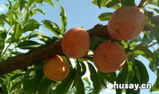 大红袍李子适合在什么地方种植 大红袍李子适合在什么季节种植