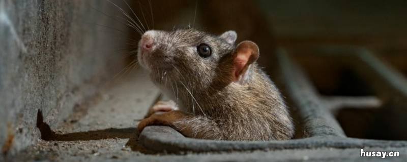 楼房有老鼠怎么办能除根 楼房内有老鼠怎么办最有效