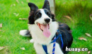 边牧的掉毛期有多长 边牧犬掉毛期