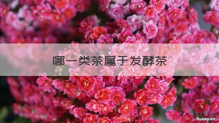 哪一类茶属于发酵茶