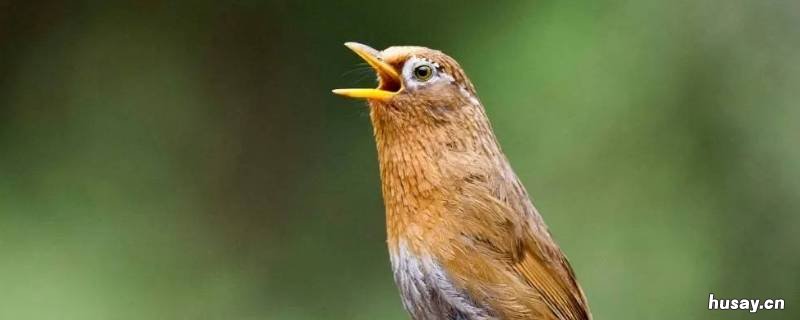 画眉为什么叫画眉 画眉为什么叫画眉?