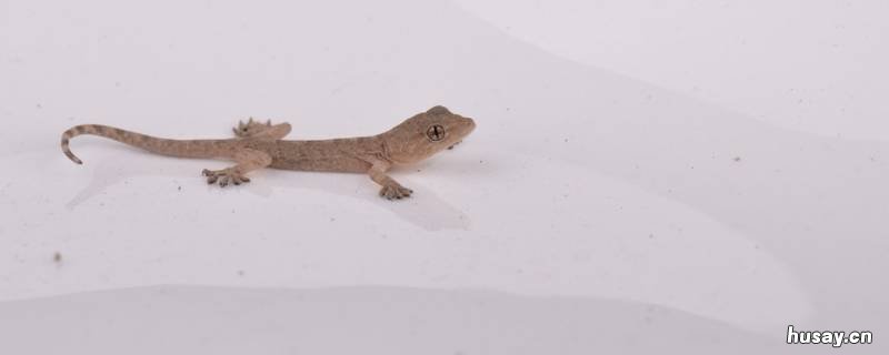 壁虎会变色吗 壁虎可以变成什么颜色