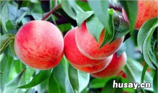 四年桃树施肥距离果树多远 两年桃树施肥距离