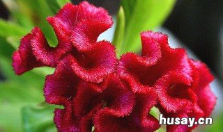 鸡冠花什么时候开 鸡冠花是什么时候开