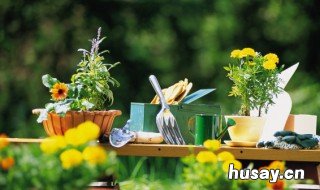 矮牵牛花的养殖方法和注意事项 矮牵牛花的养殖方法和注意事项视频