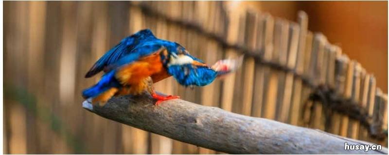 鸟类名称 四个字的鸟类名称