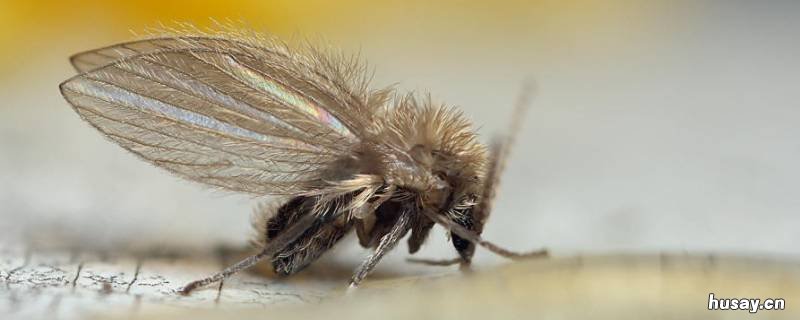 屋里有小飞虫怎么办 屋里有小虫飞咋办