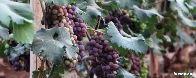 葡萄摘下来没熟怎么催熟 摘的葡萄不熟怎么催熟