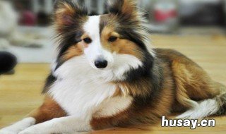 苏格兰牧羊犬得了细小怎么办 牧羊犬得细小怎么治疗