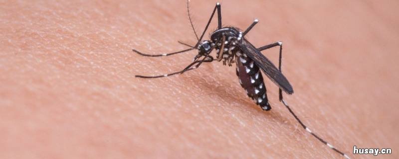 多少度没有蚊子 多少度没有蚊子夏天
