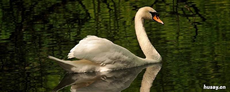 天鹅是鸟类吗 天鹅属于哪种鸟类