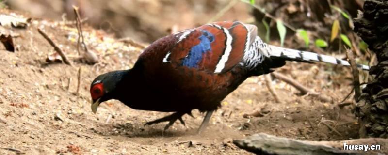 黑颈长尾雉是几级保护动物 黑颈长尾雉属于几级保护动物