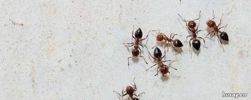 蚂蚁怎么消灭用什么方法 蚂蚁怎么消灭用什么方法好