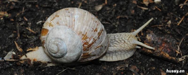 雌雄同体的动物有哪些 雌雄同体的动物有哪些黄鳝