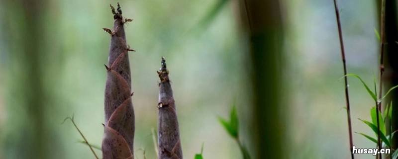 春笋被誉为山几珍 山上的春笋