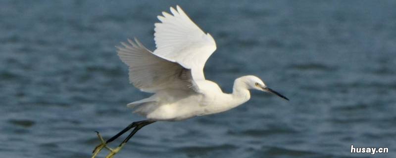 白鹭的窝一般在哪里 白鹭的窝一般在哪里生长