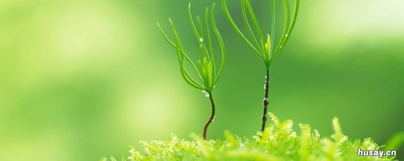 绿色的种类 油画颜料绿色的种类