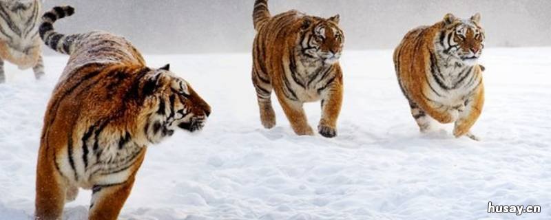 东山再起打一动物 东山再起打一动物名称