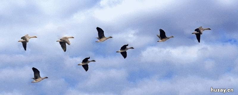 大雁会游泳吗 大雁会游泳吗图片