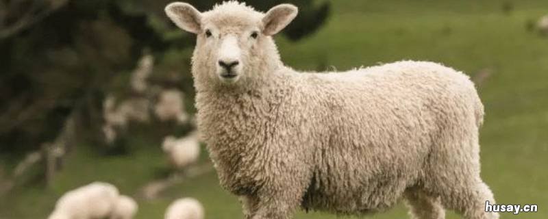 羊尾为什么有一大块油 羊尾为什么那么多油