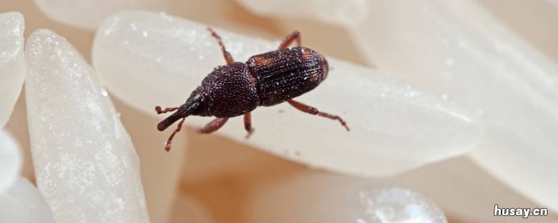 米象会飞吗 米象会飞吗?