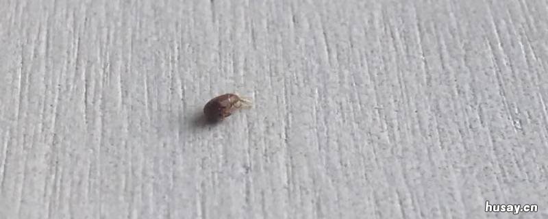 为什么屋里有很多小飞虫 为什么屋里有很多小飞虫在飞