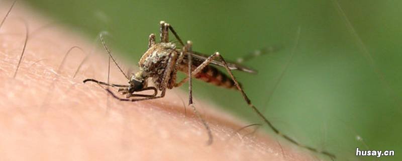 蚊子有鼻子吗 蚊子有鼻子吗为什么