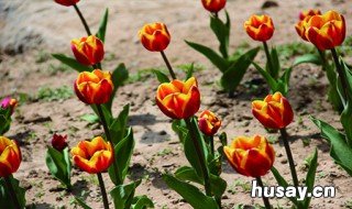 如何自己做养花的肥料 自己怎么做花的肥料