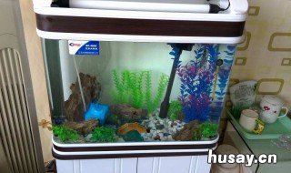 养鱼前应该如何养缸 养鱼缸怎么养