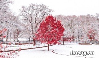 初雪的时候如何表白 初雪的时候向喜欢的人表白