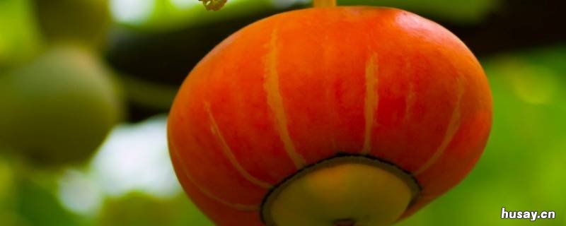 南瓜能直接放水里煮吗 南瓜可以在水里煮吗