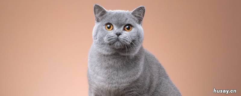 什么是猫 什么是猫癣