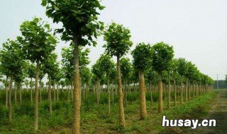 速生杨怎样施肥 速生杨施什么肥料好