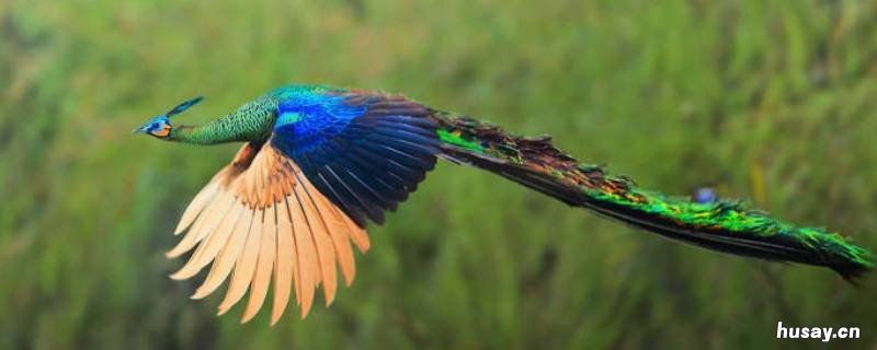 孔雀属于鸟类吗 孔雀算鸟类么