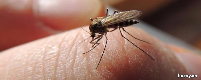 蚊子寿命这么短怎么过冬 蚊子冬天的寿命有多长