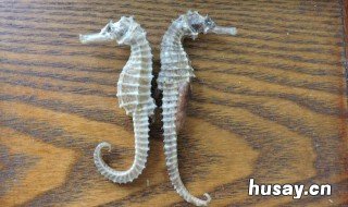 海马泡酒有什么功效 金樱子海马泡酒有什么功效