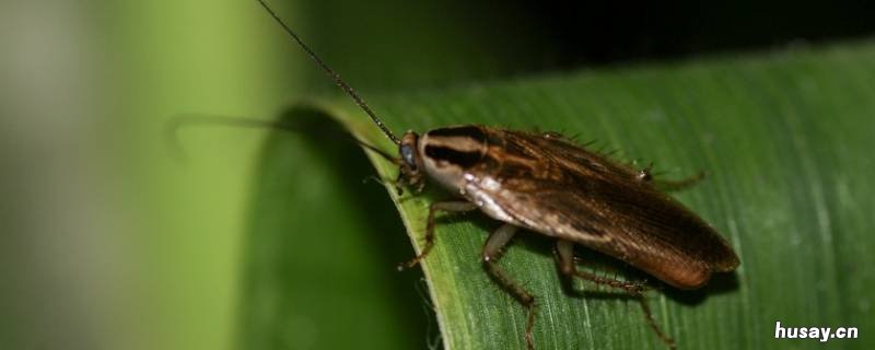 德国小蠊是怎么滋生的 德国小蠊是从德国来的吗