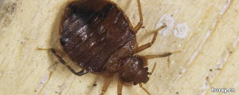 虱子有翅膀吗（长的像虱子一样 虱子长成什么样