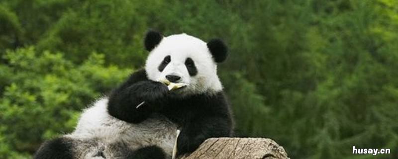 熊猫吃竹子怎么消化 熊猫吃竹子怎么消化不了