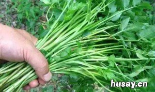 野生芹菜能吃吗 野生的芹菜吃了有十效果