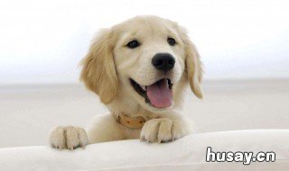 梦见狗咬我们是什么意思 梦见狗咬我啥意思